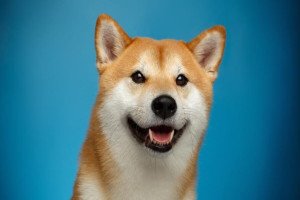 Dogecoin Jumps 7%